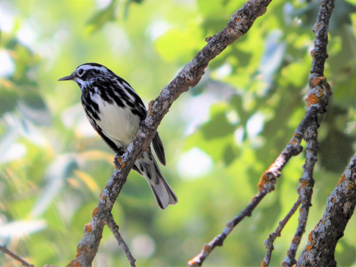 Black-and-white Warbler - Mike Russum