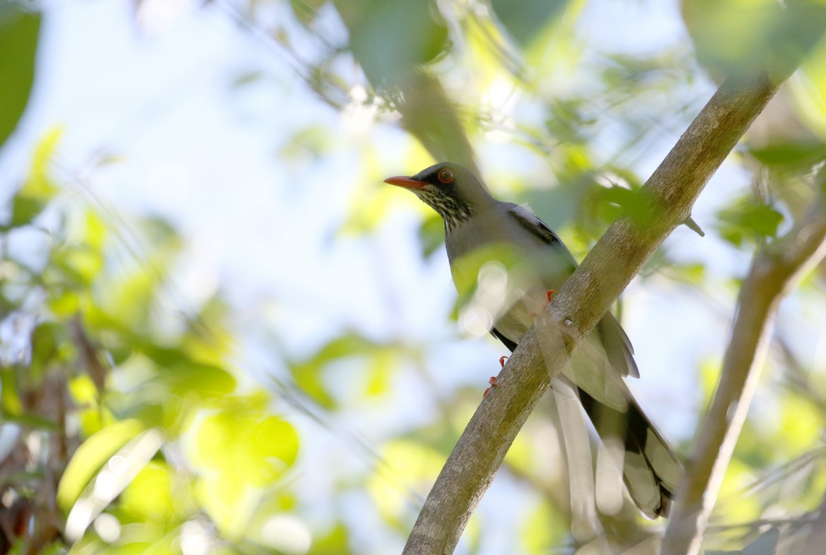 Red-legged Thrush (Antillean) - ML161987311