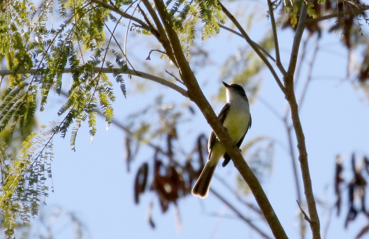 Stolid Flycatcher - ML161987641