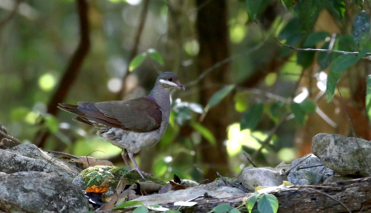 Key West Quail-Dove - ML161987911