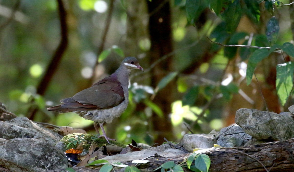 Key West Quail-Dove - ML161987921