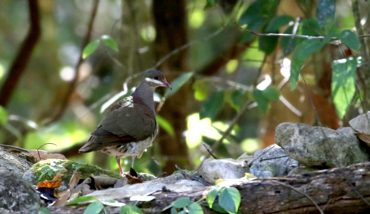 Key West Quail-Dove - ML161987961