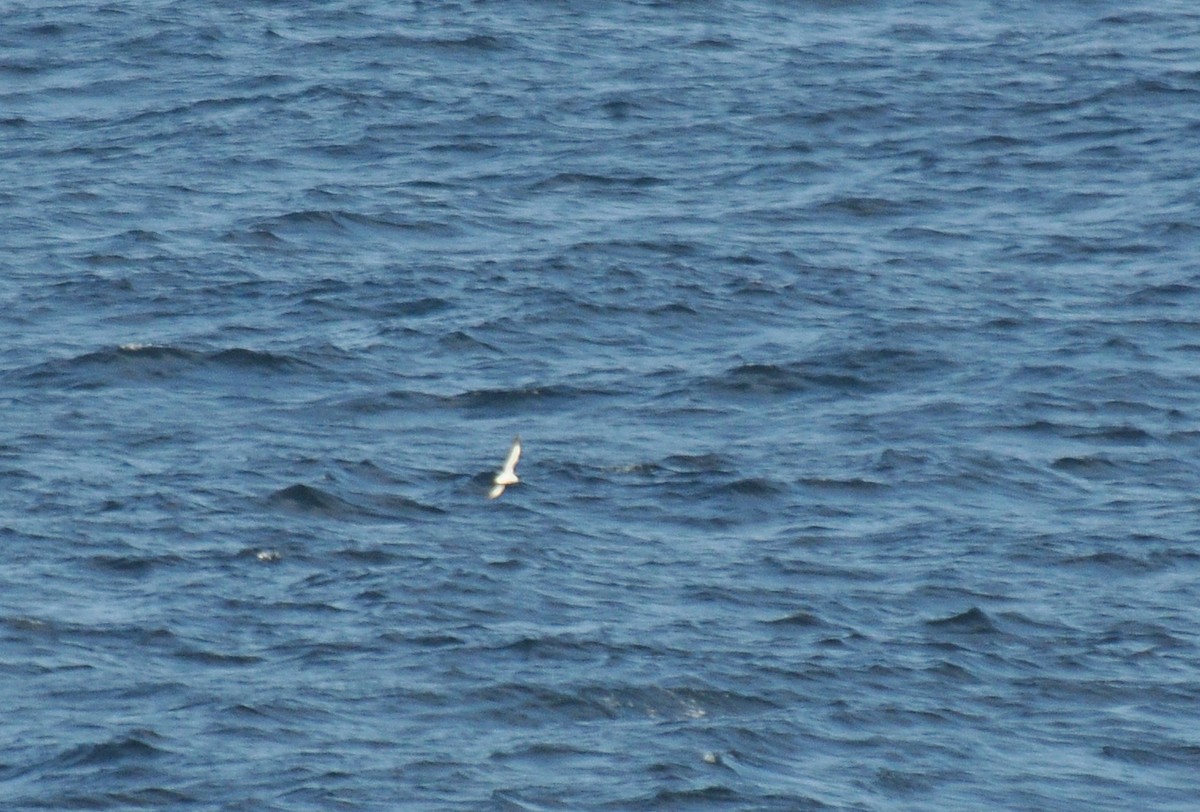 Black-vented Shearwater - Ryan O'Donnell