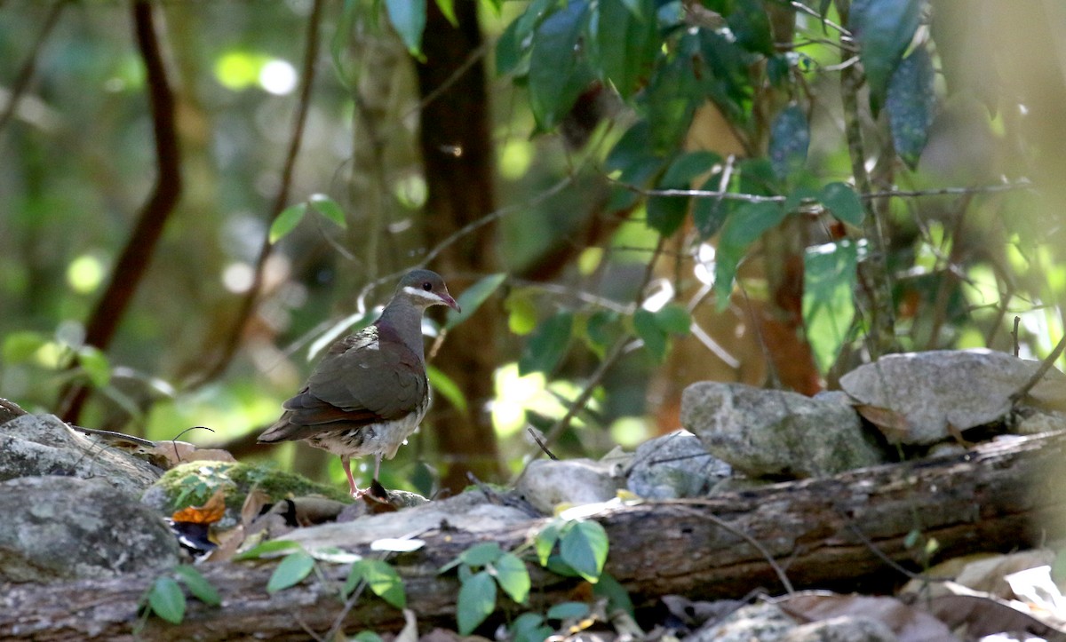 Key West Quail-Dove - ML161988021