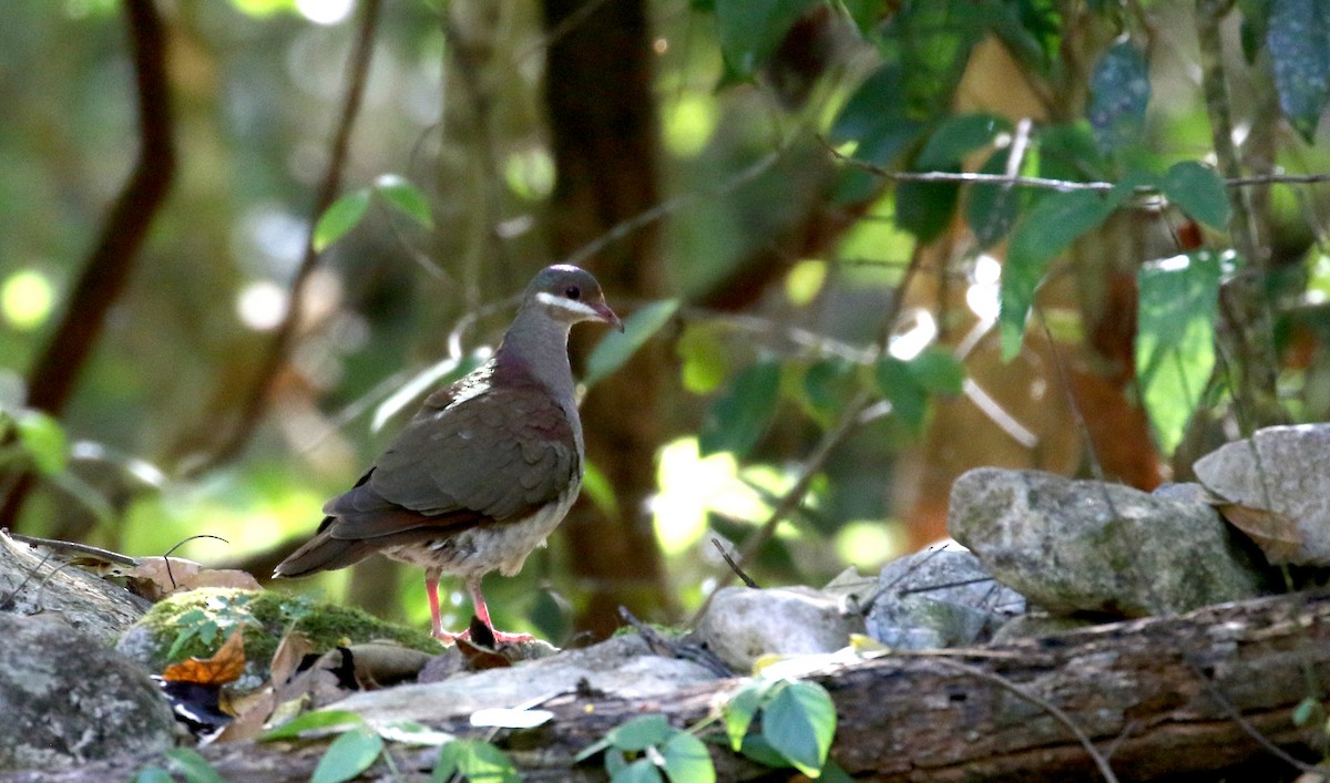 Key West Quail-Dove - ML161988071