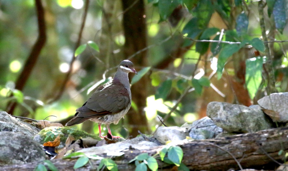 Key West Quail-Dove - ML161988081