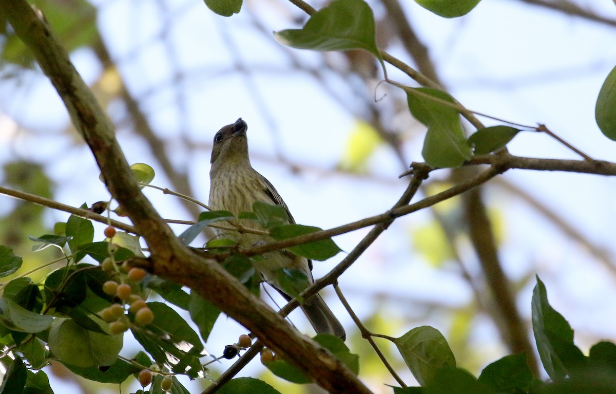 Hispaniolan Spindalis - ML161988211