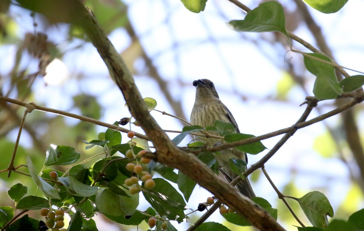 Hispaniolan Spindalis - ML161988221