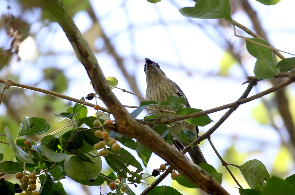 Hispaniolan Spindalis - Jay McGowan