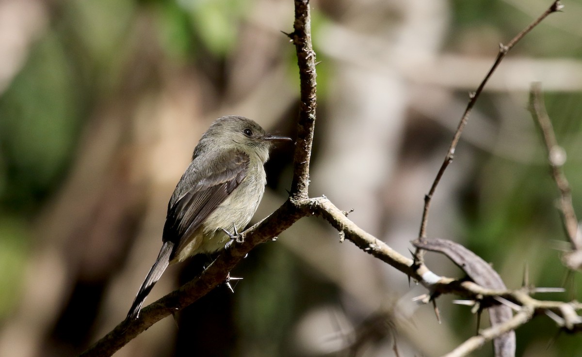 Hispaniolan Pewee - ML161988381