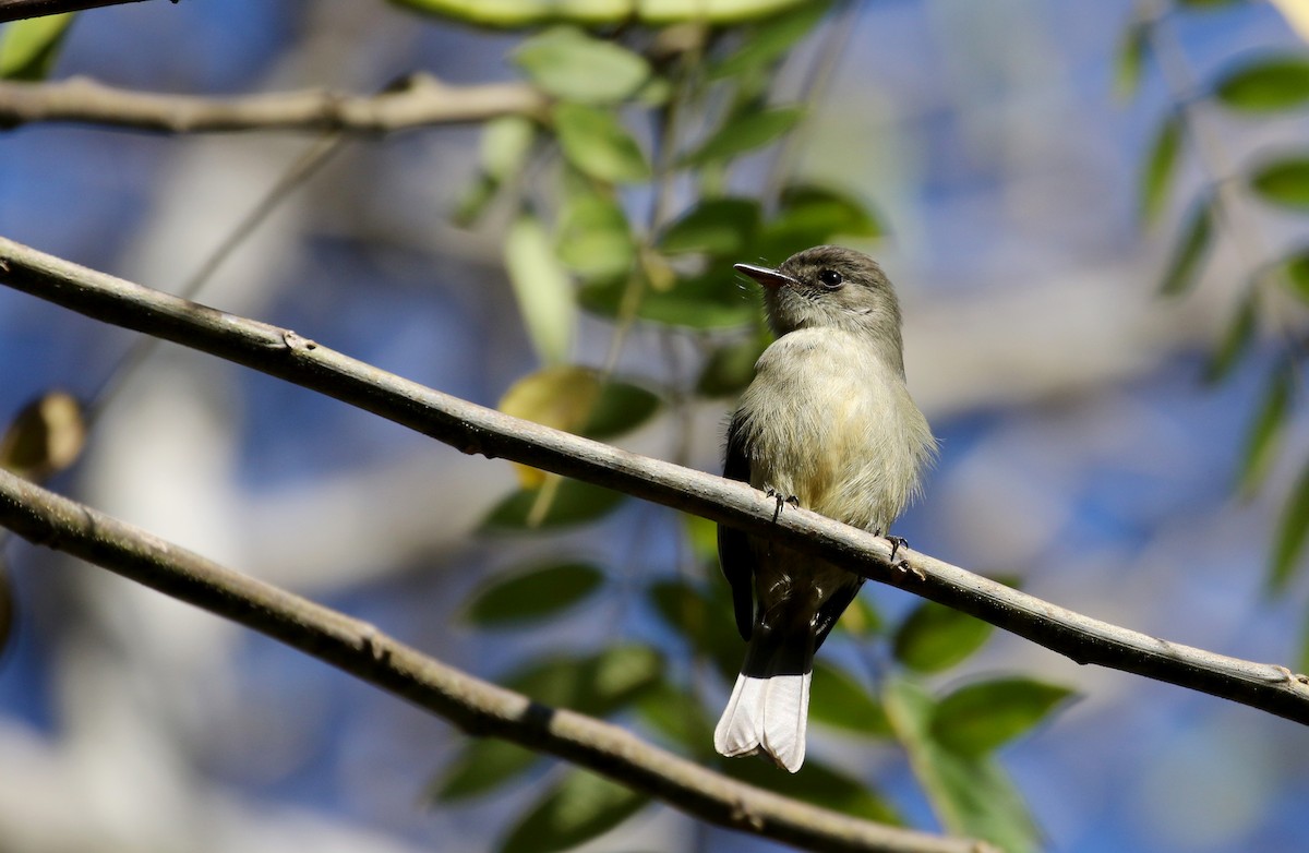 Hispaniolan Pewee - ML161988541