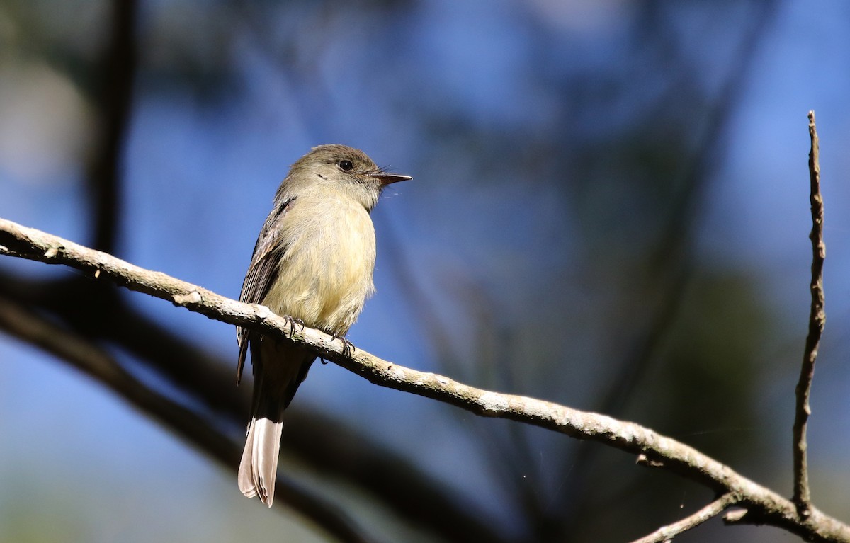 Hispaniolan Pewee - ML161988621