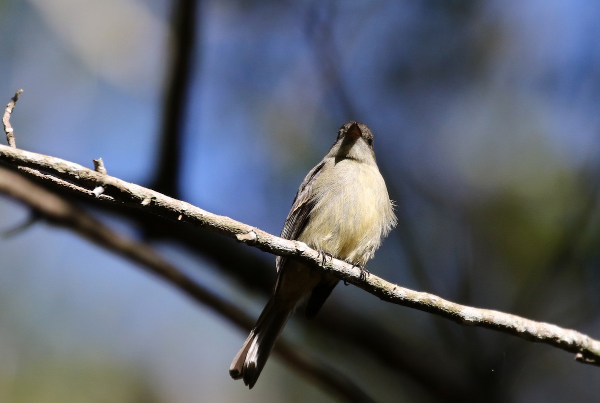 Hispaniolan Pewee - Jay McGowan