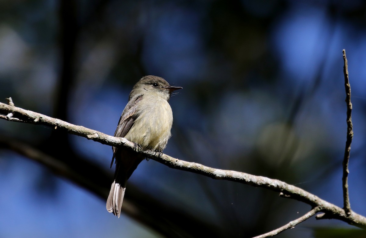 Hispaniolan Pewee - Jay McGowan