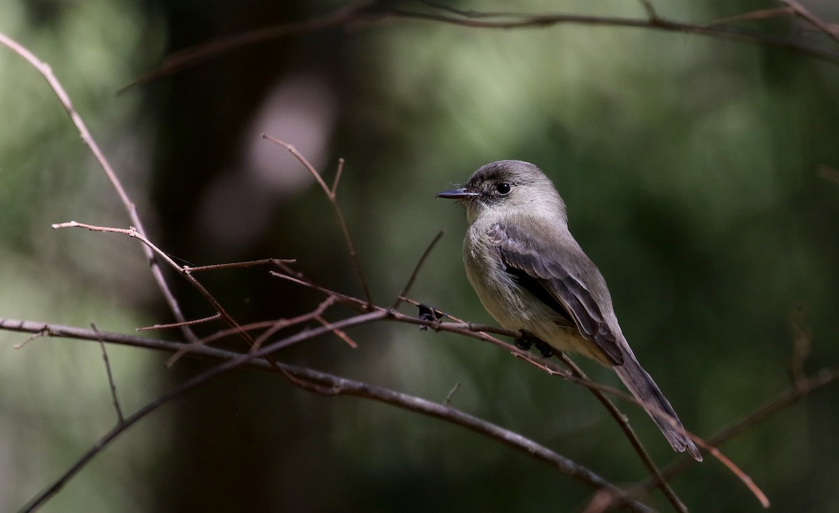 Hispaniolan Pewee - ML161988871