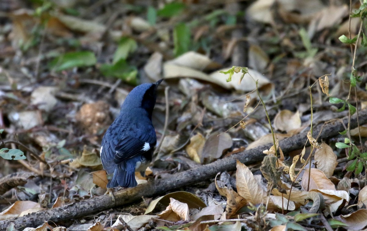 Black-throated Blue Warbler - ML161988901