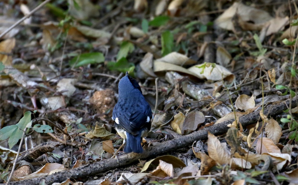 Black-throated Blue Warbler - ML161988911