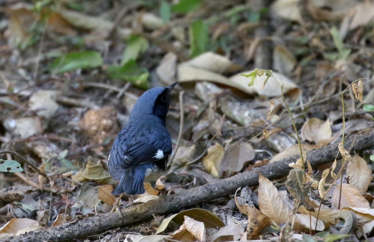Black-throated Blue Warbler - ML161988921