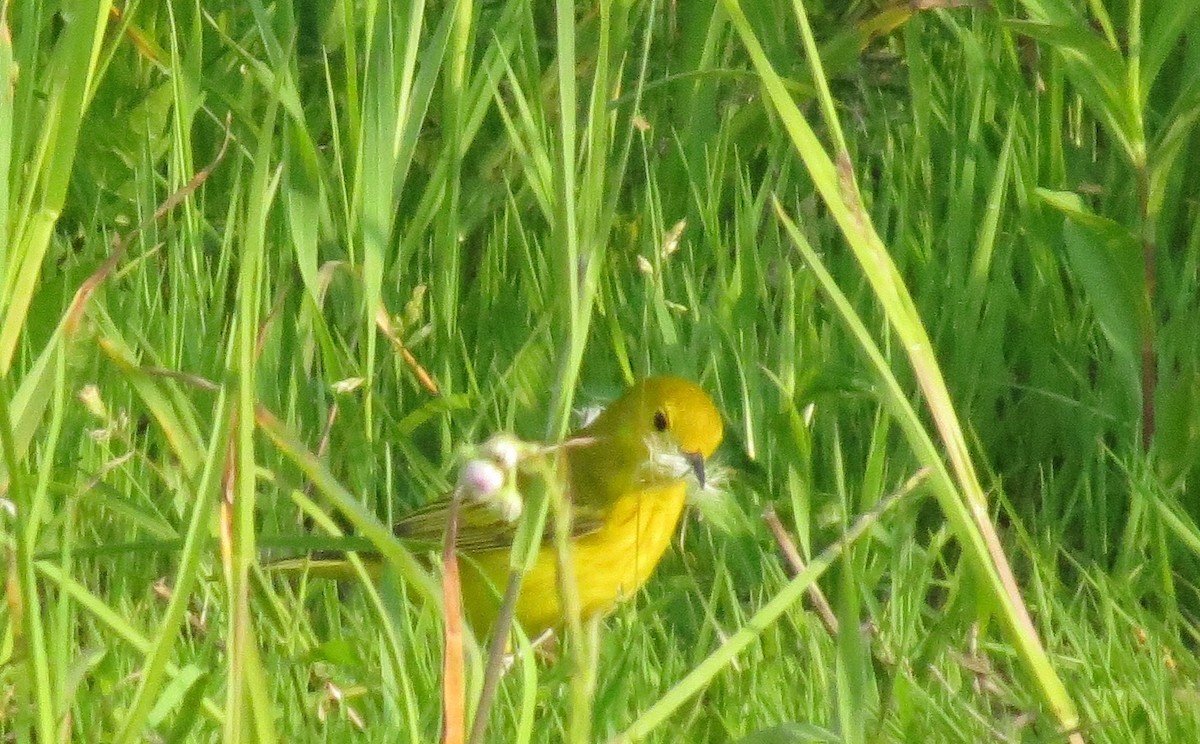 Yellow Warbler - ML161989051