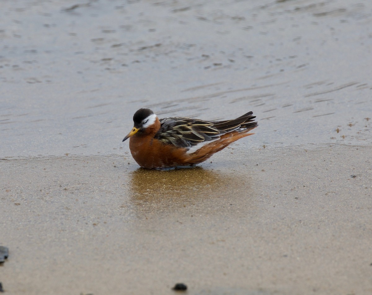 Red Phalarope - ML161990041