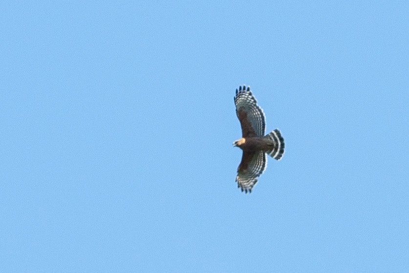 Red-shouldered Hawk - ML161990391