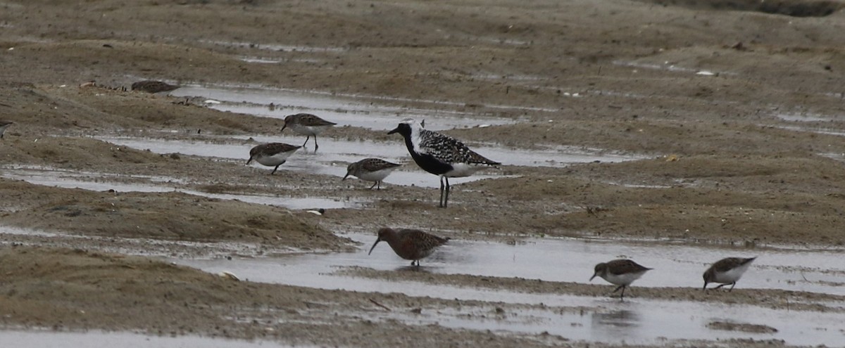 Curlew Sandpiper - Kay Hawklee