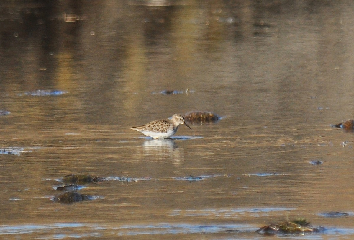 Least Sandpiper - Ryan O'Donnell