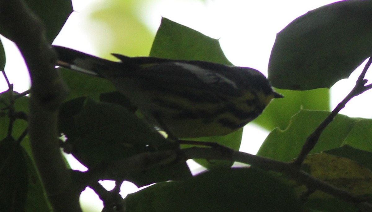 Magnolia Warbler - Scott Fisher