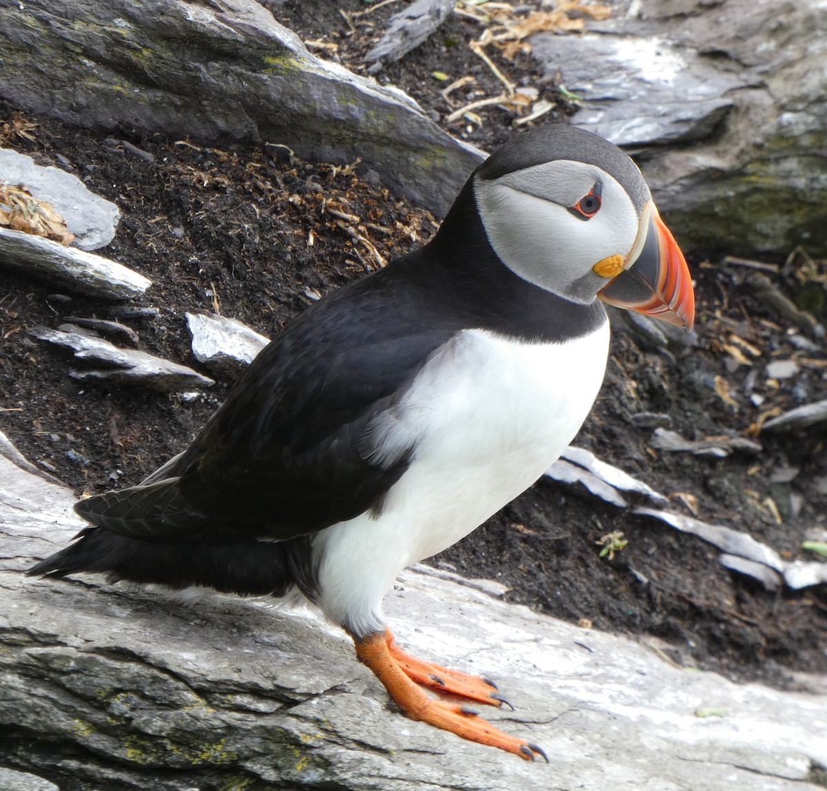 Atlantic Puffin - ML161990911