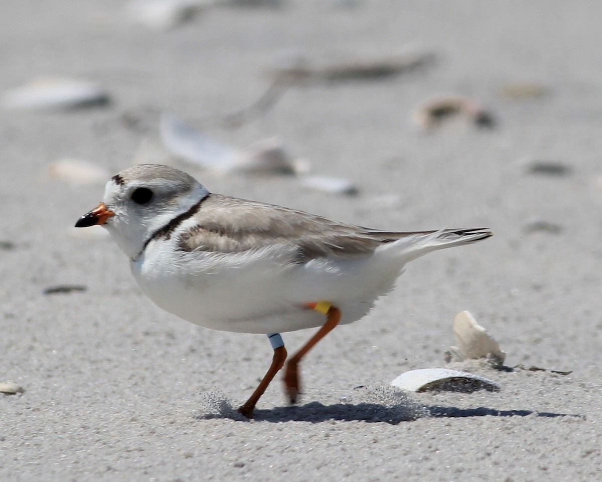 Piping Plover - Scott Fisher