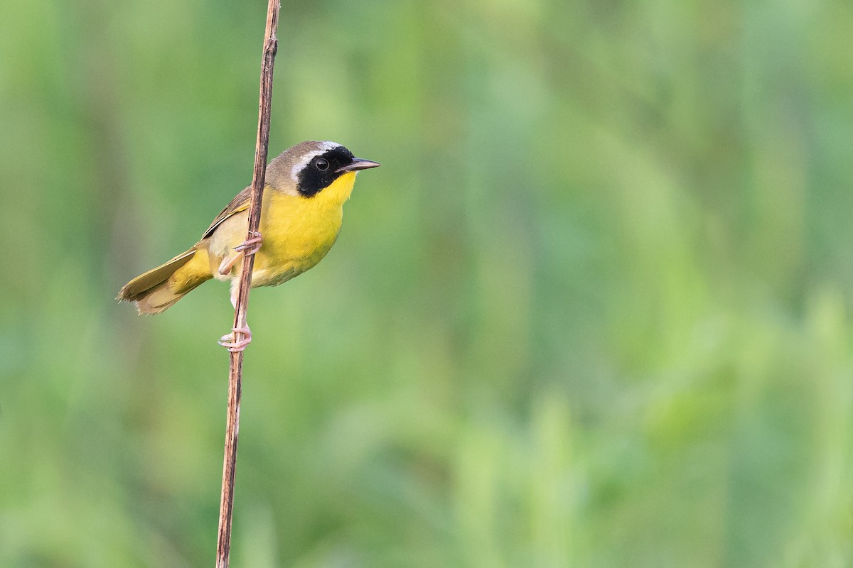 Common Yellowthroat - ML161992221