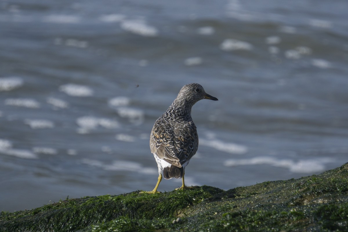 Surfbird - ML161994251