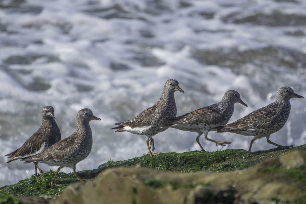 Surfbird - ML161994331