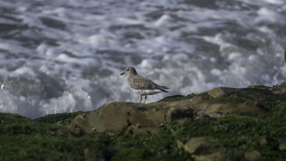 Surfbird - ML161994361