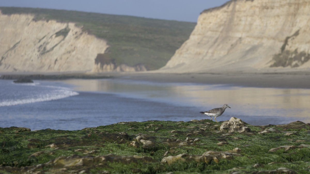 Surfbird - ML161994381