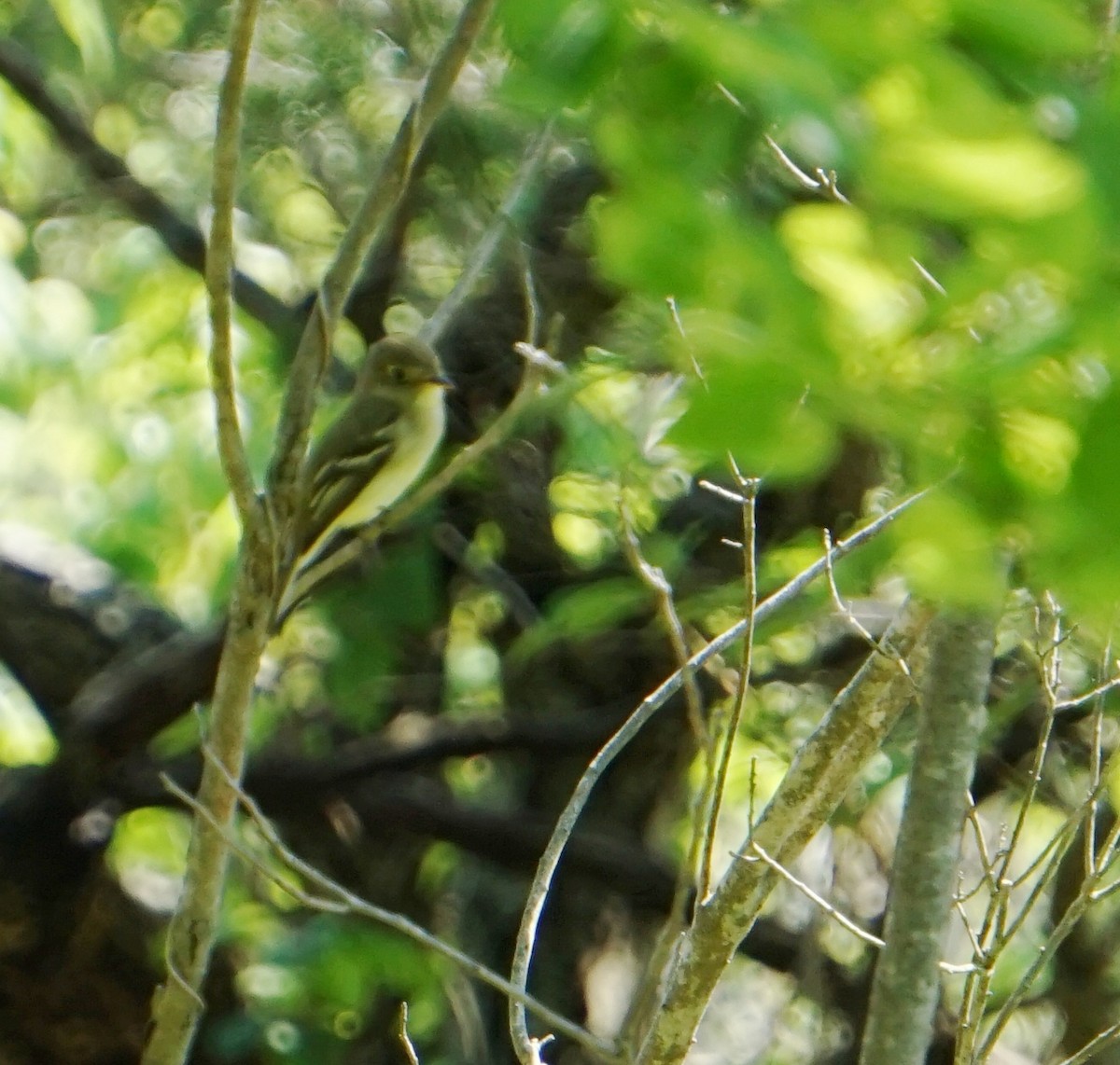 Acadian Flycatcher - ML161994691