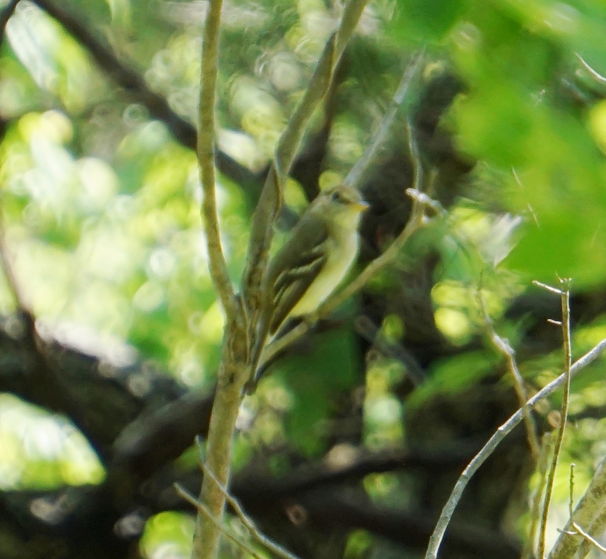 Acadian Flycatcher - ML161994701