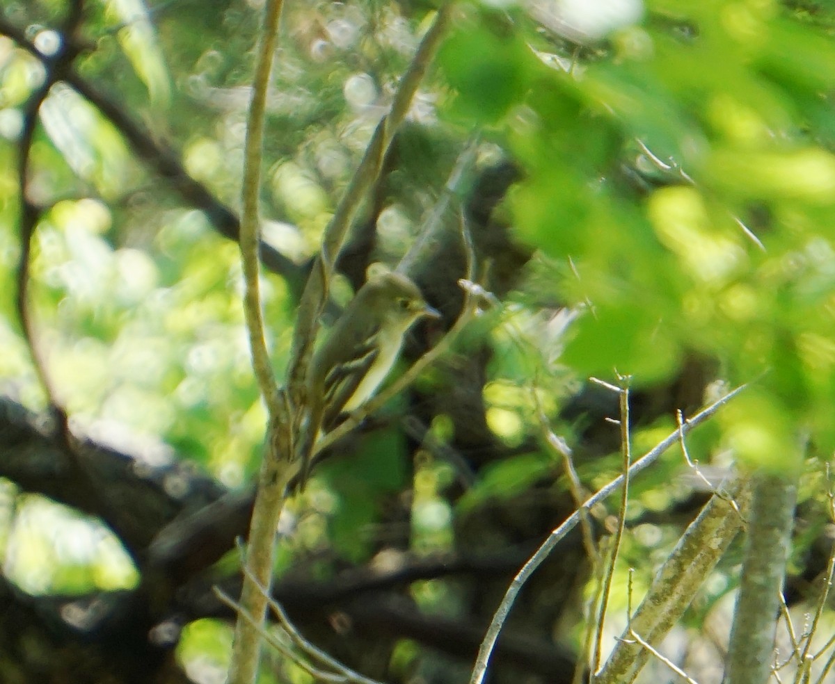 Acadian Flycatcher - ML161994711