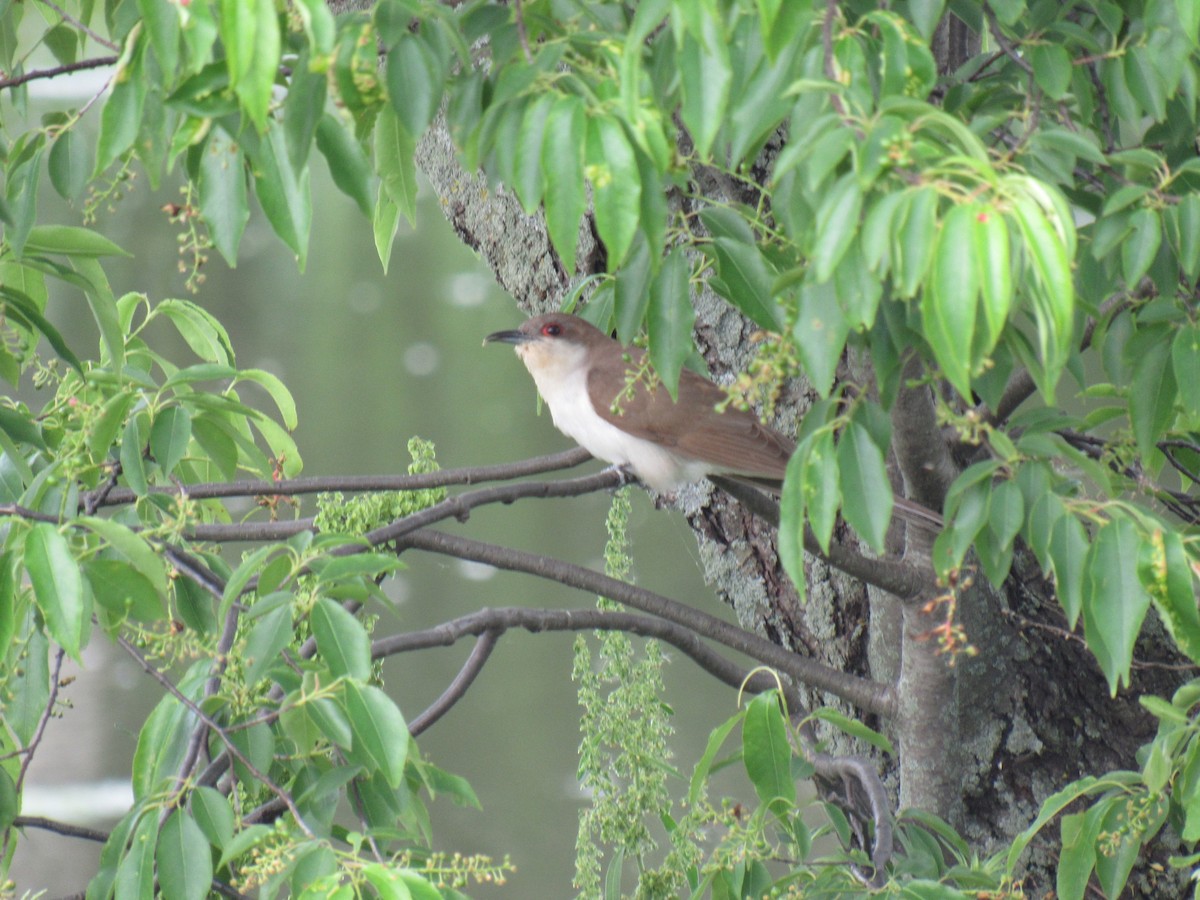 Cuclillo Piquinegro - ML161994751