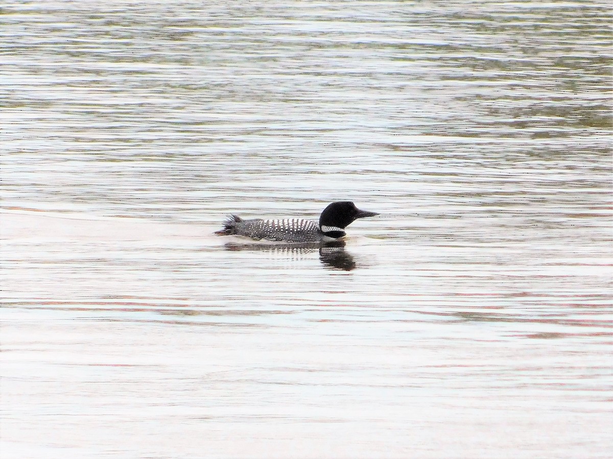 Common Loon - Denis Robert