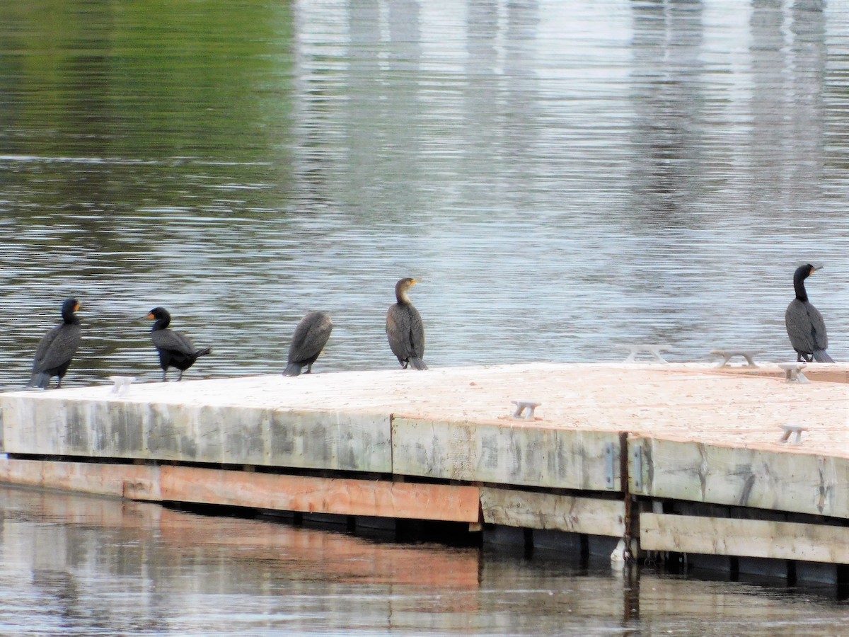 Double-crested Cormorant - ML161995351