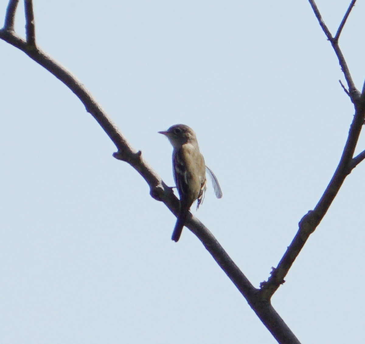 Acadian Flycatcher - ML161995821