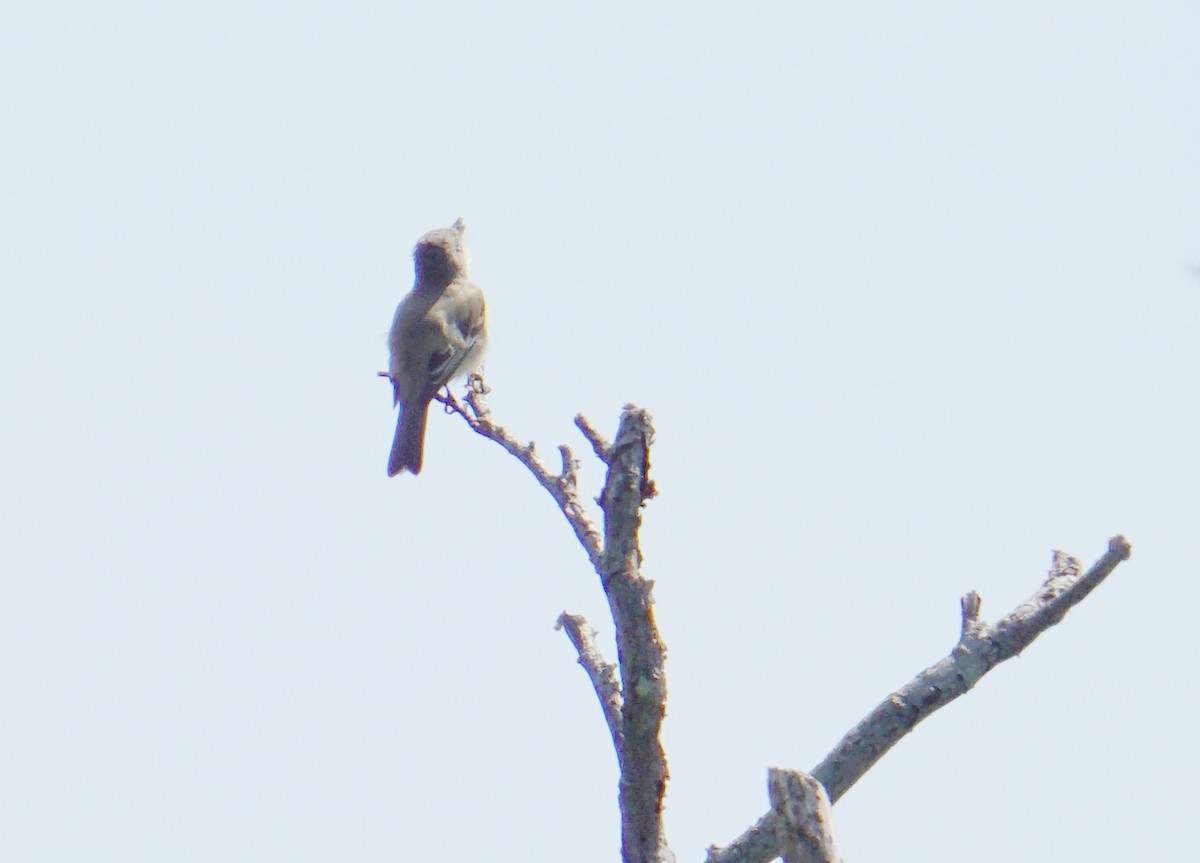 Acadian Flycatcher - ML161995831