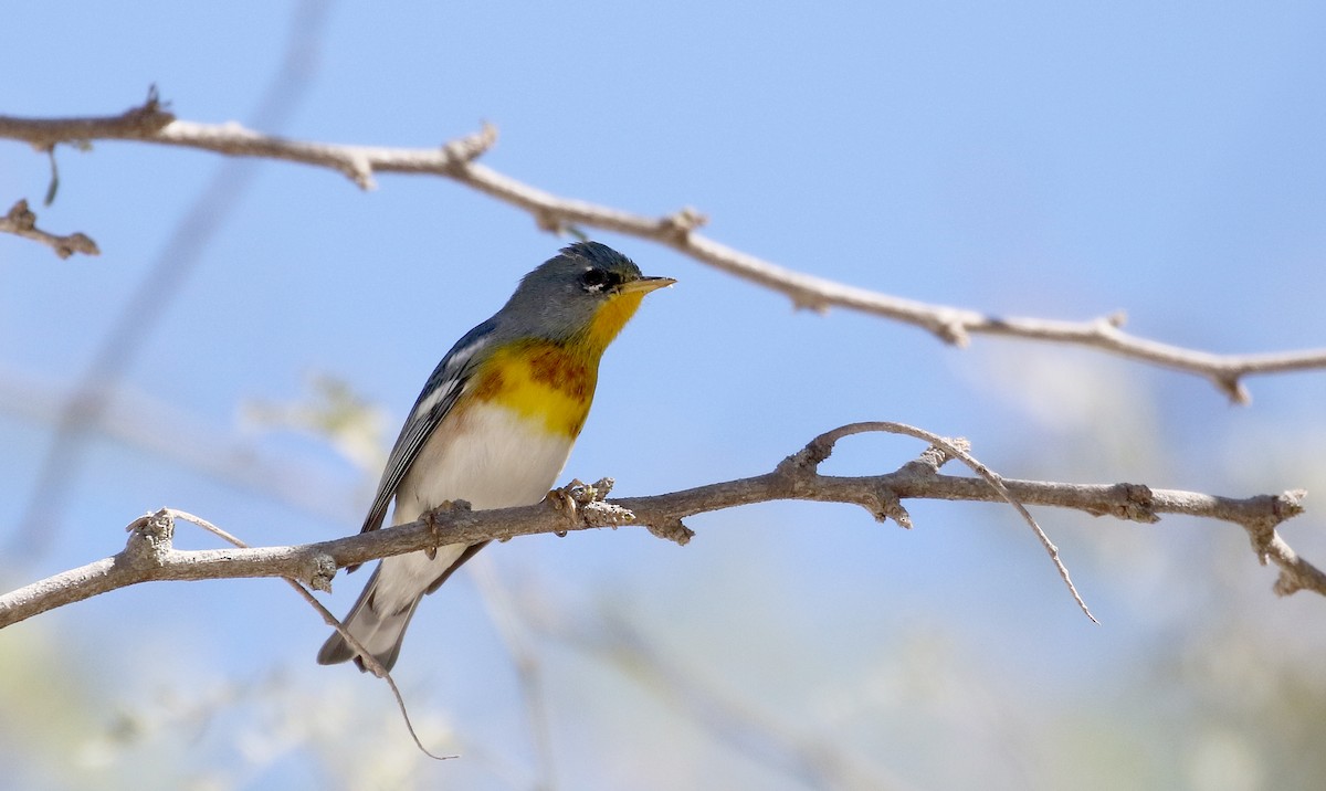 Northern Parula - ML161998921