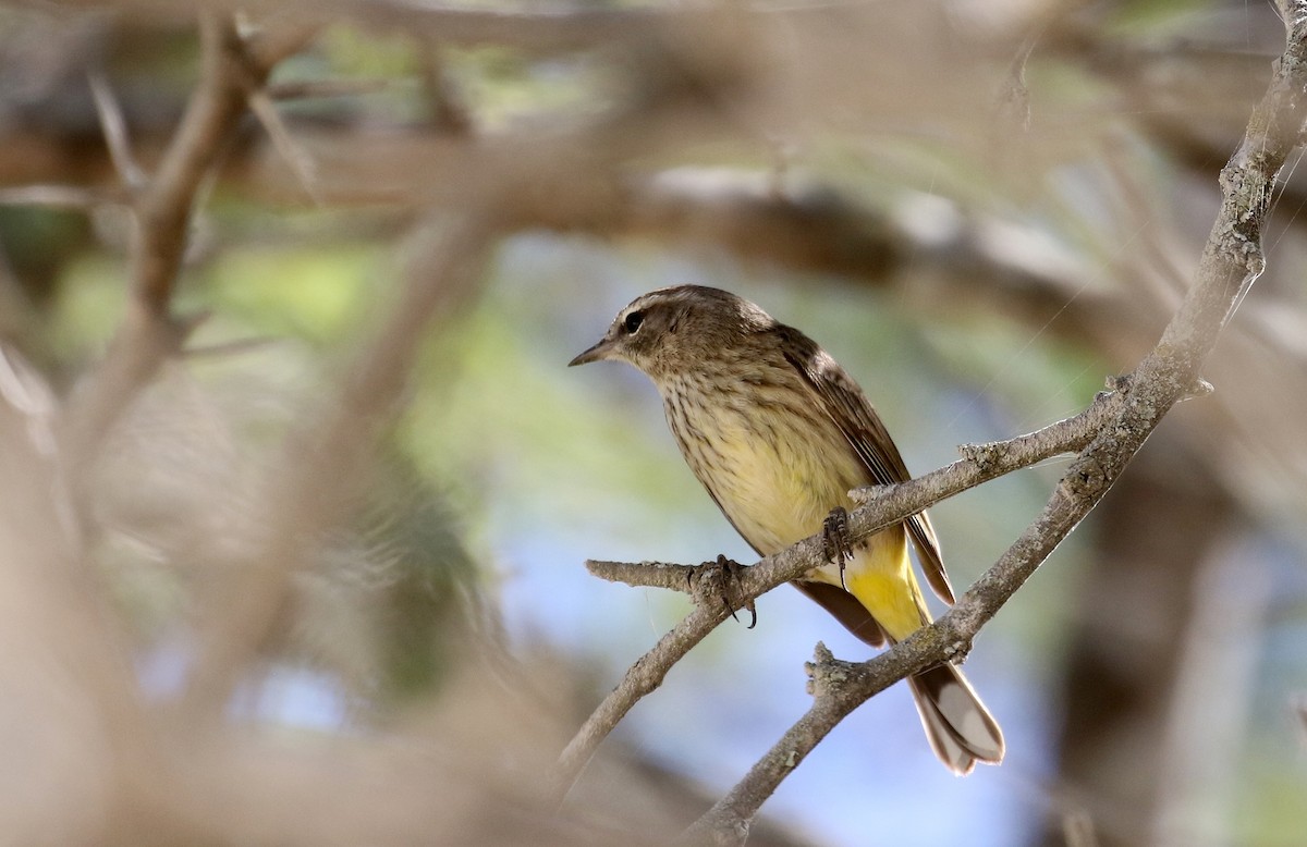 Palm Warbler (Western) - ML161999381