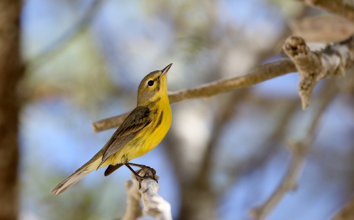 Prairie Warbler - ML161999611