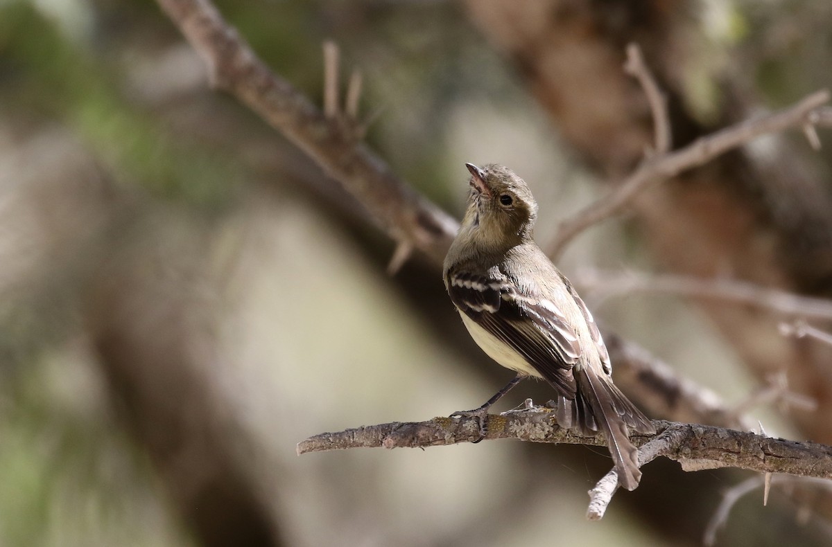 Greater Antillean Elaenia (Hispaniolan) - ML161999831