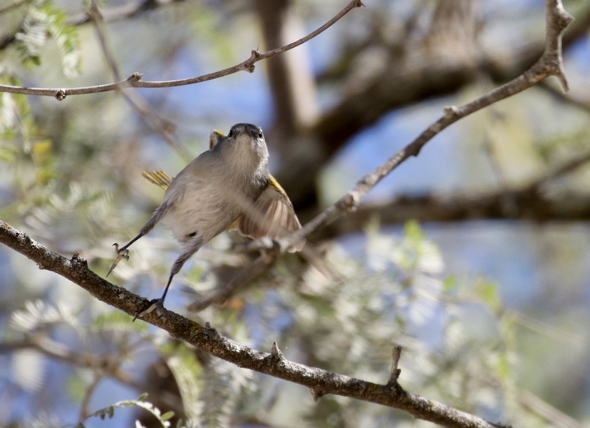 Green-tailed Warbler - ML161999881