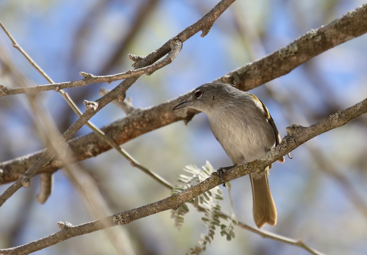 Green-tailed Warbler - ML162000011