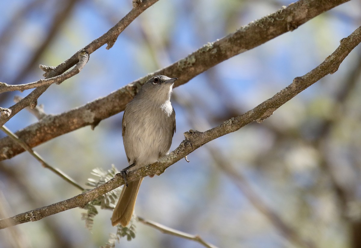 Green-tailed Warbler - ML162000021